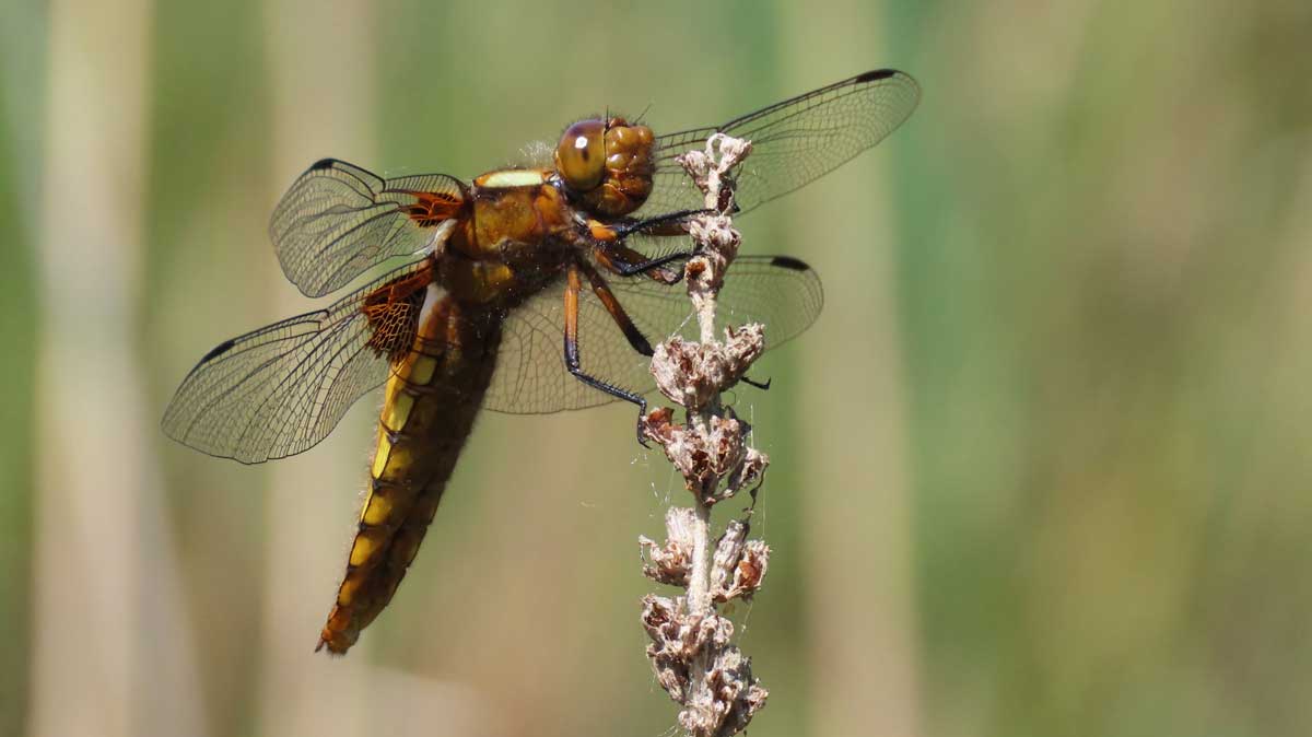 Libellula_depressa